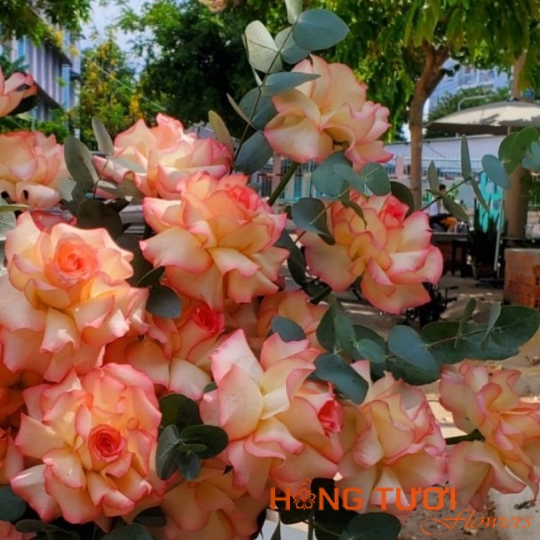 Flowers For Morther 01