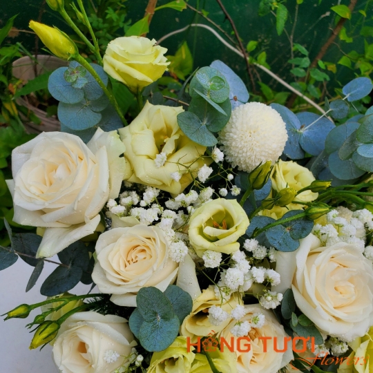 Hoa Cát Tường 01